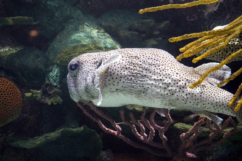 Underwater marine tropical