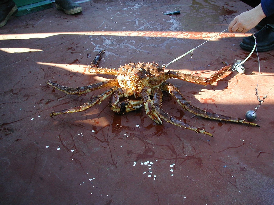 Crab king king crab