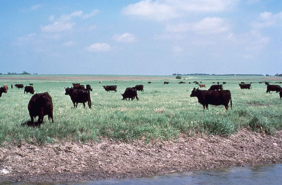 Grazing  