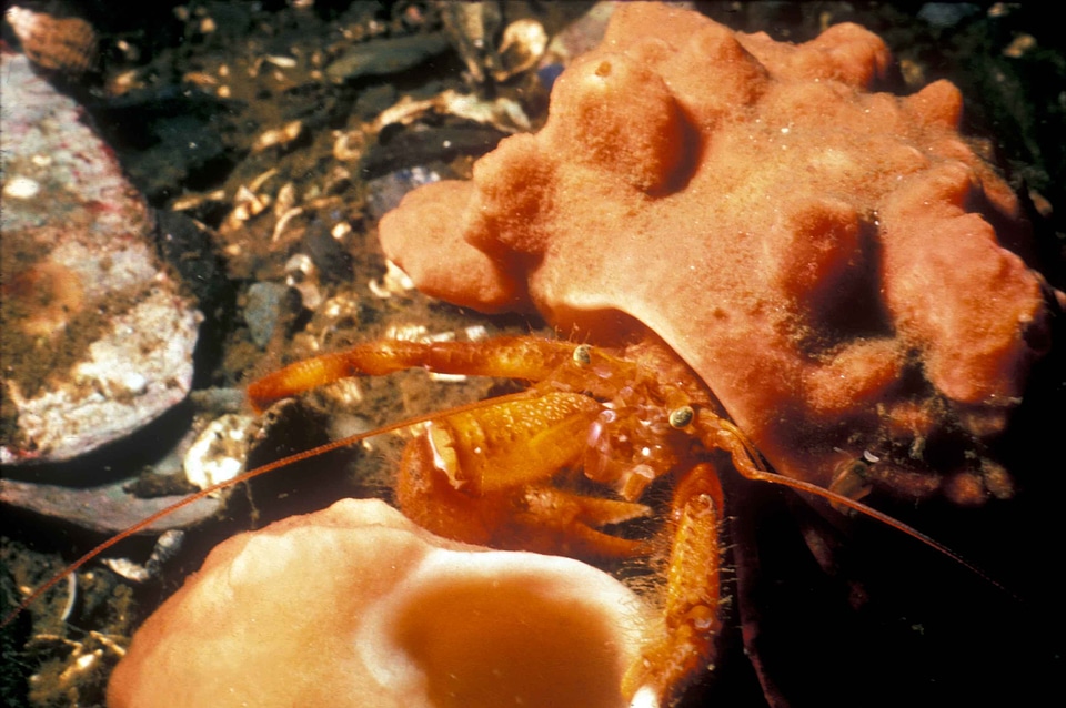 Crab Dardanus calidus hermit