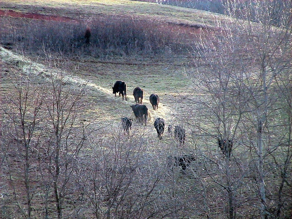 Feed winter 