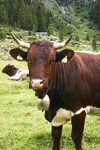Animal bearing bovine