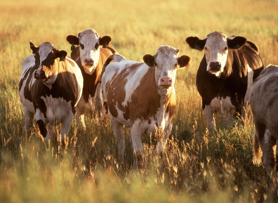 Bovine  