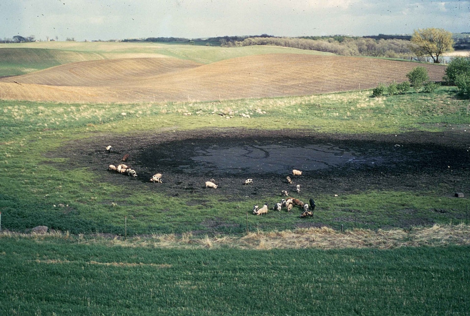 Around bovine pothole