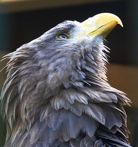 Adler animal bill photo