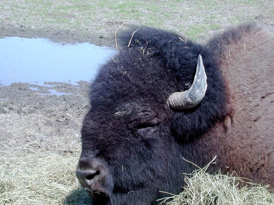 Bison chief detailed