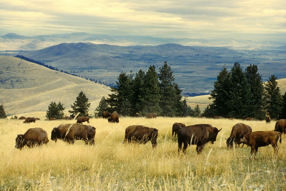 Bison distance domestic