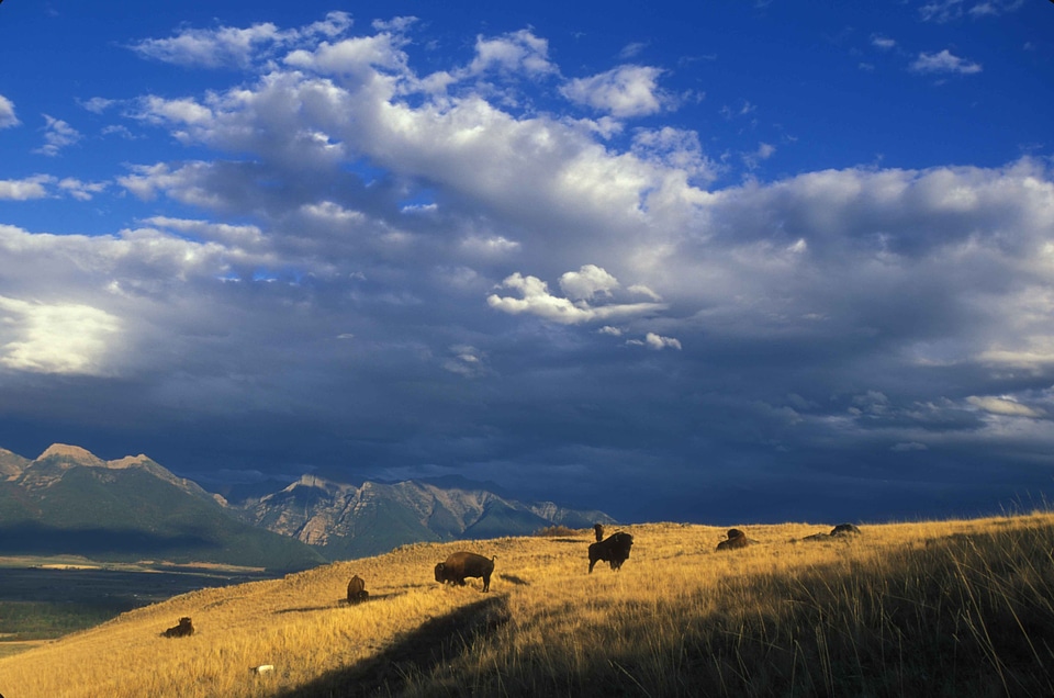 Bison grazing mountainside