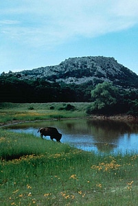 Beverage buffalo drinking water