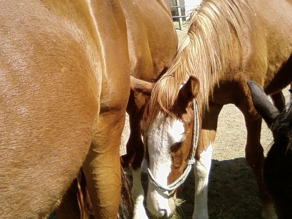 Great horse 