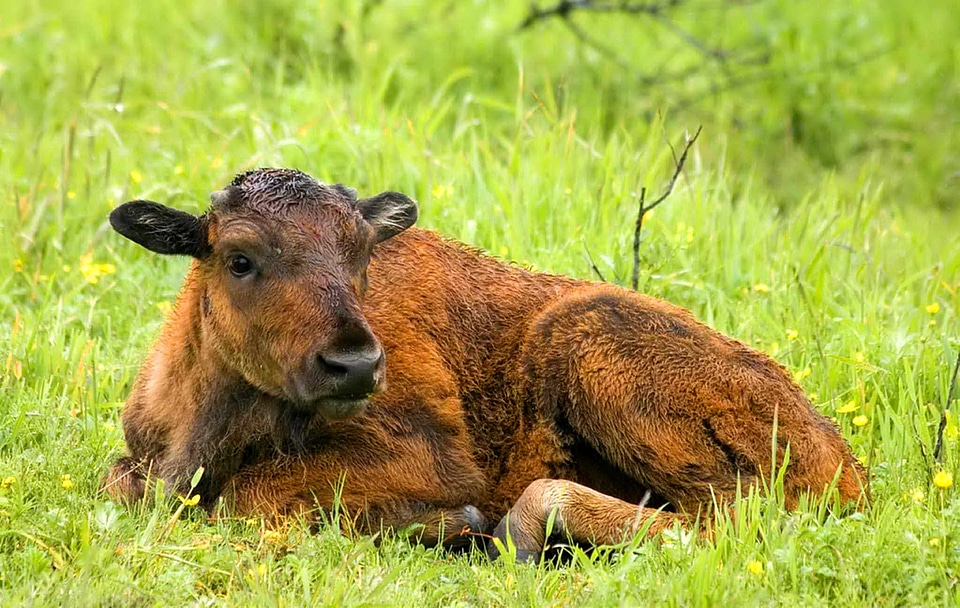 Bison buffalo calf