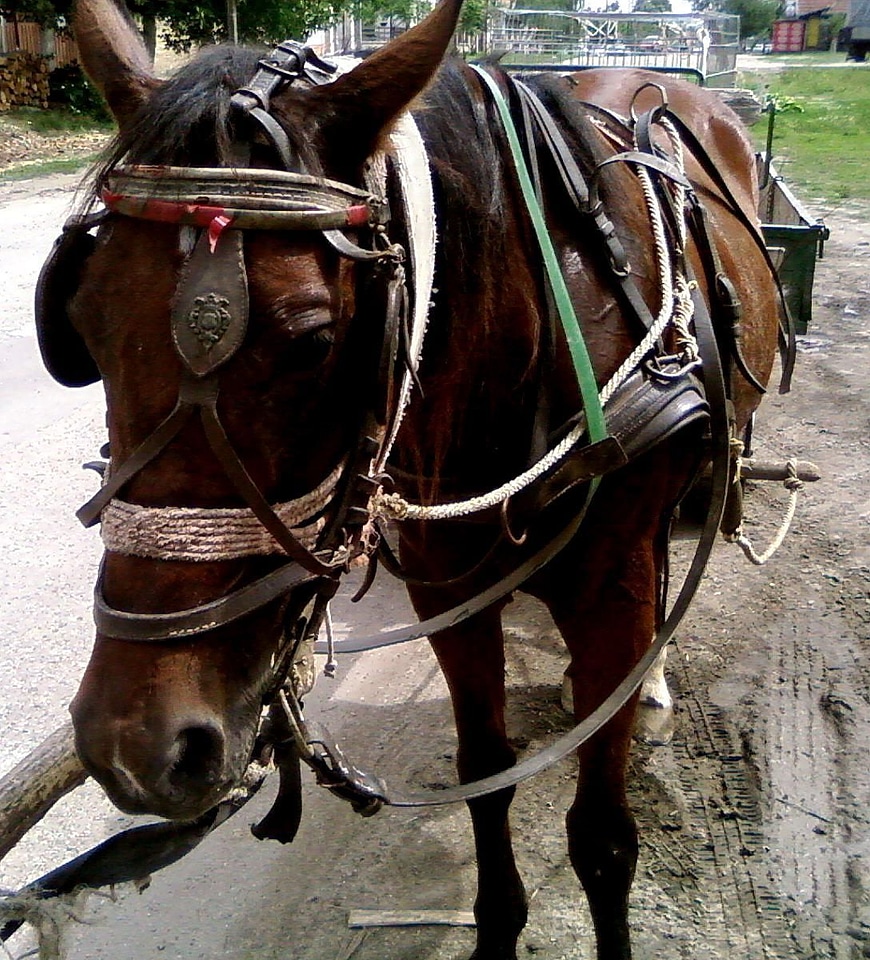Horse  