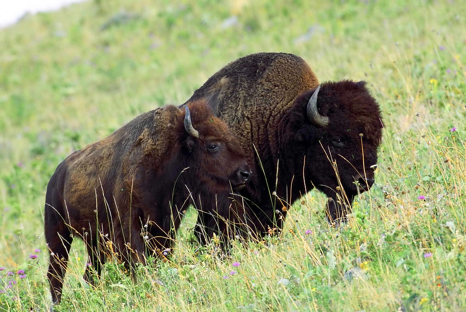 American bison female