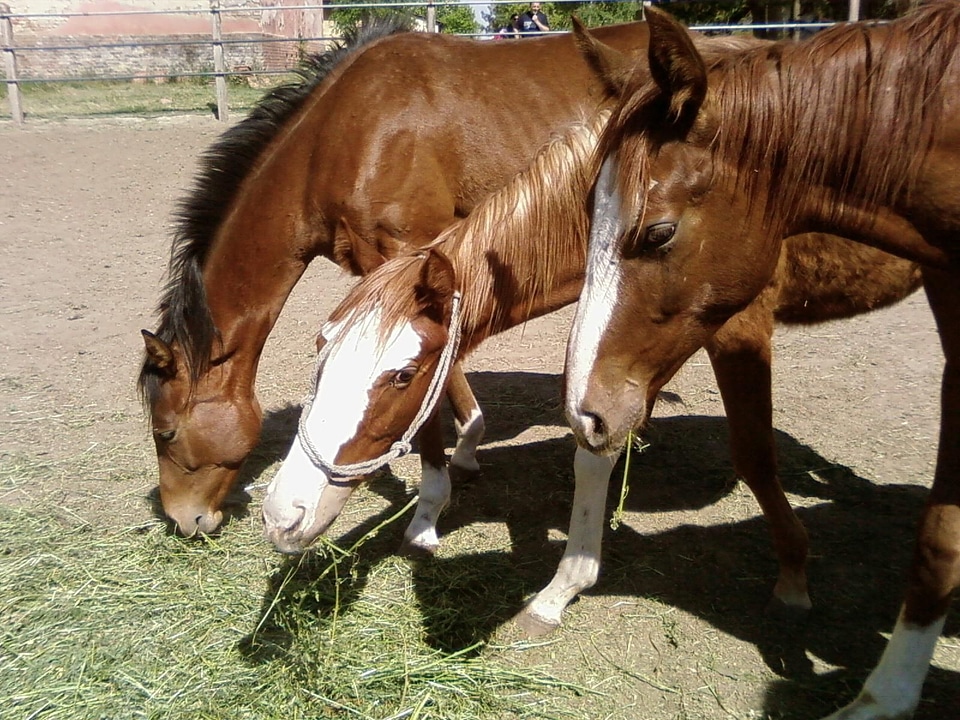 Horses  