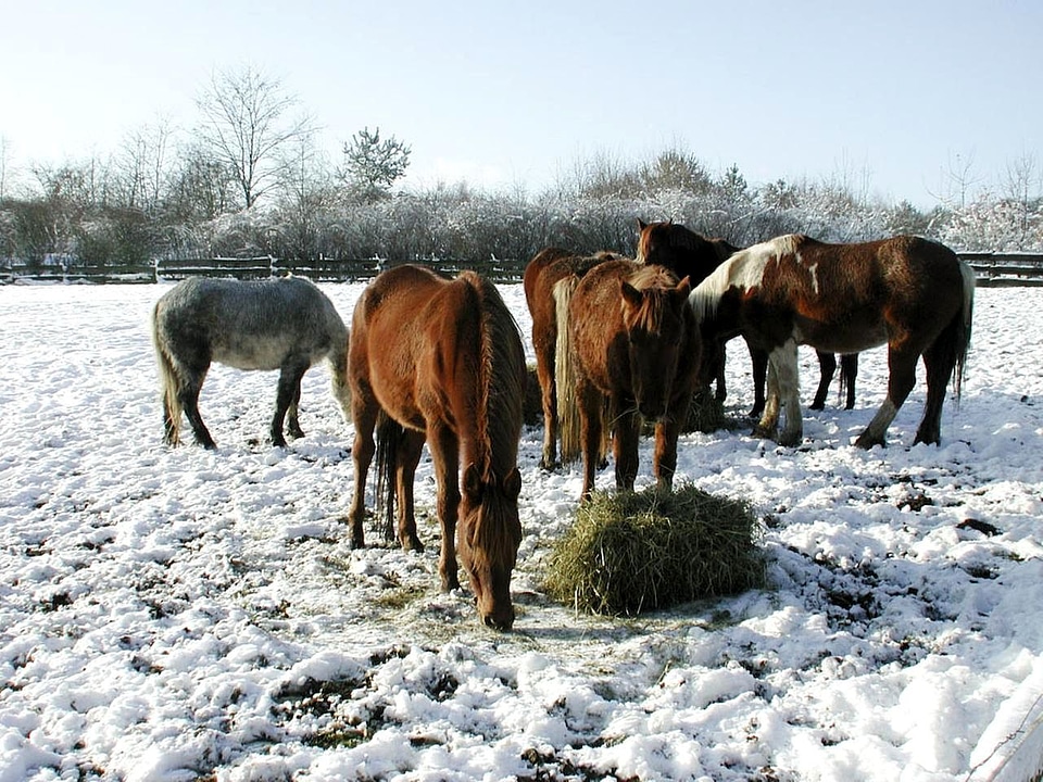 Eat horses snow