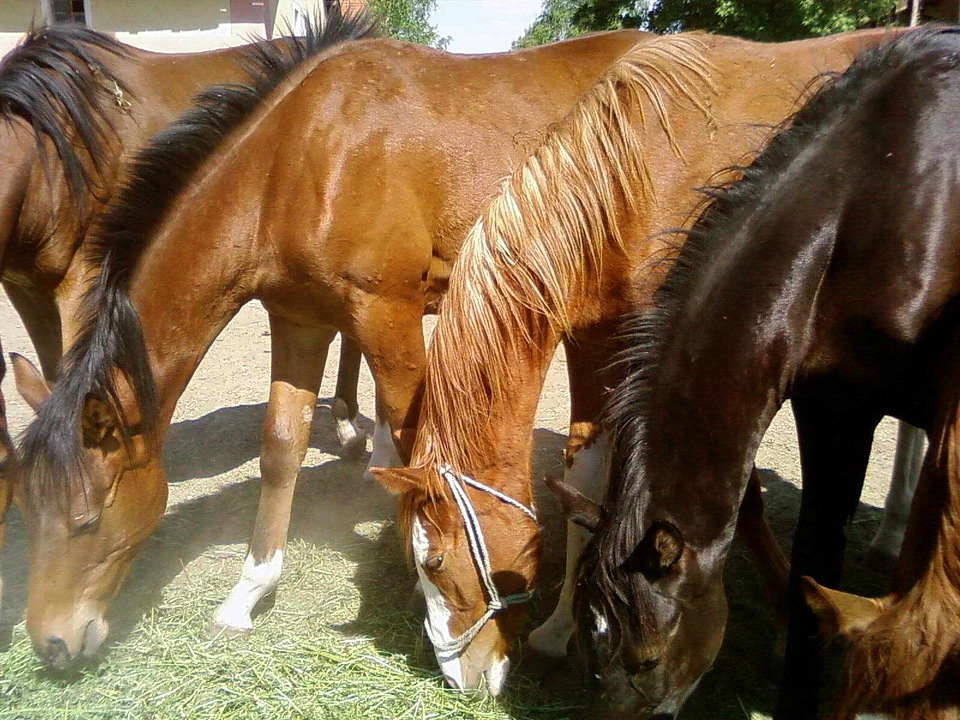 Group horses 