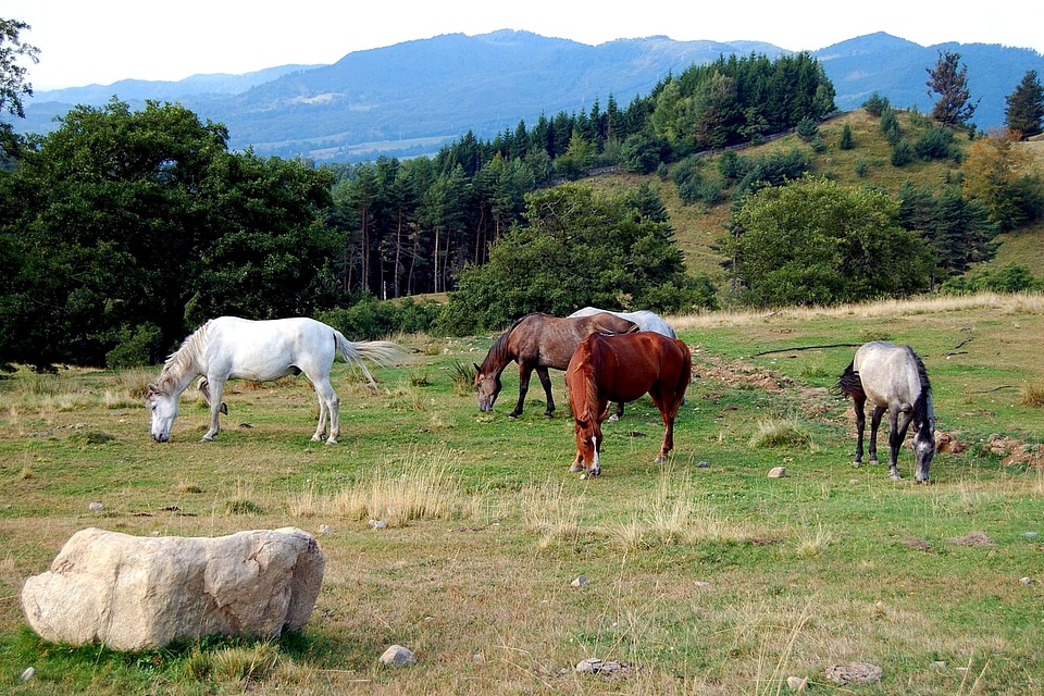 Bearing horses 