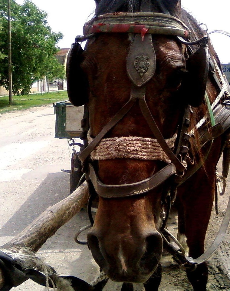 Horse  