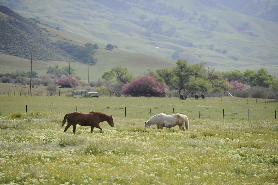 Array canada horses