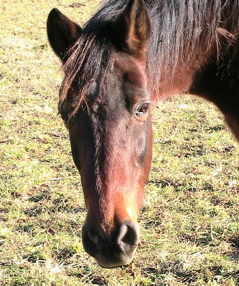 Ancient chief horse