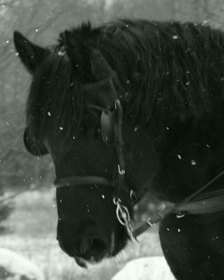 Black horse 