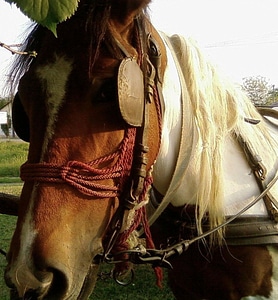 Beautiful chef horse
