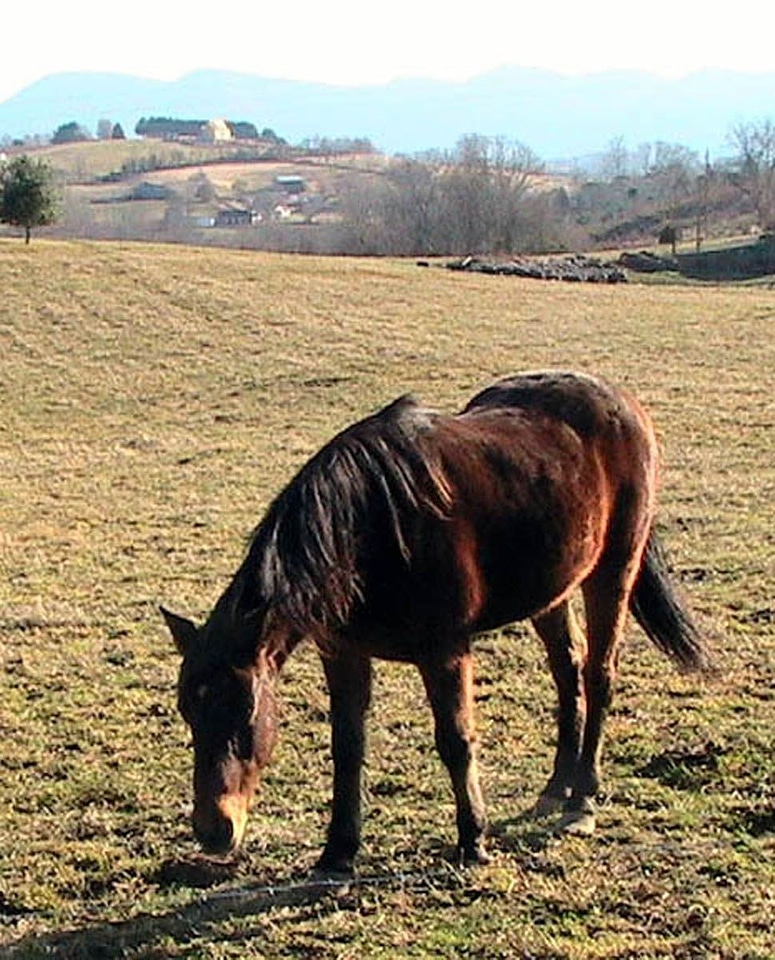 Ancient horse 