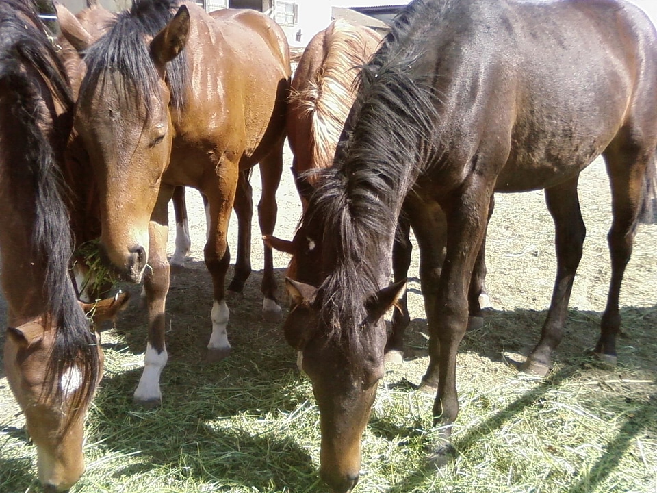 Black horses 