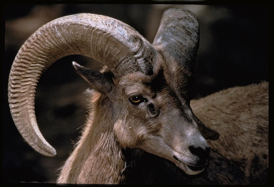 Big Horn chief sheep photo