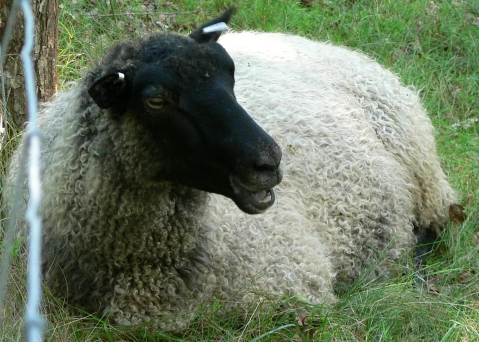 Black grass plants sheep