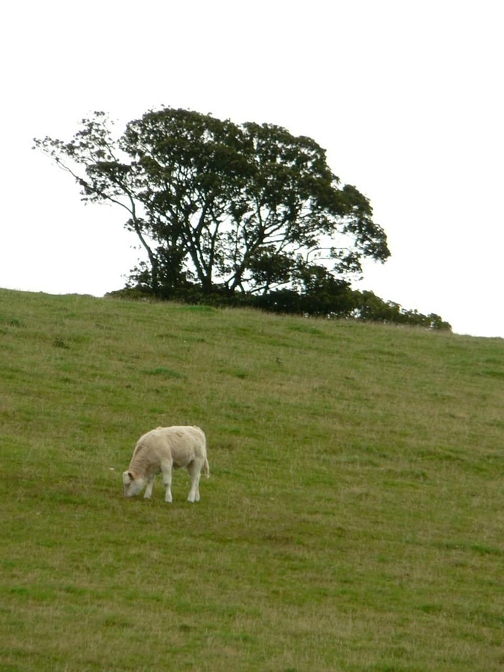 Bovine greenery hang