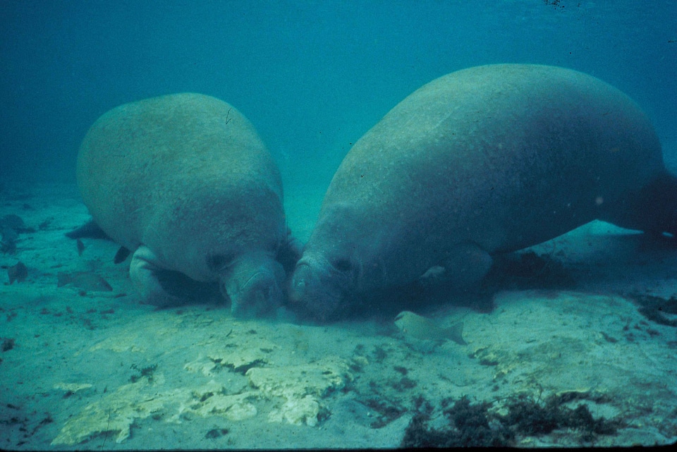 Rooting sand Trichechus manatus