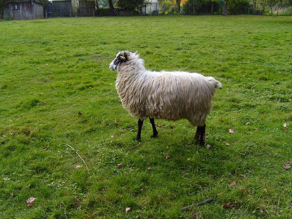 Animal grass plants sheep