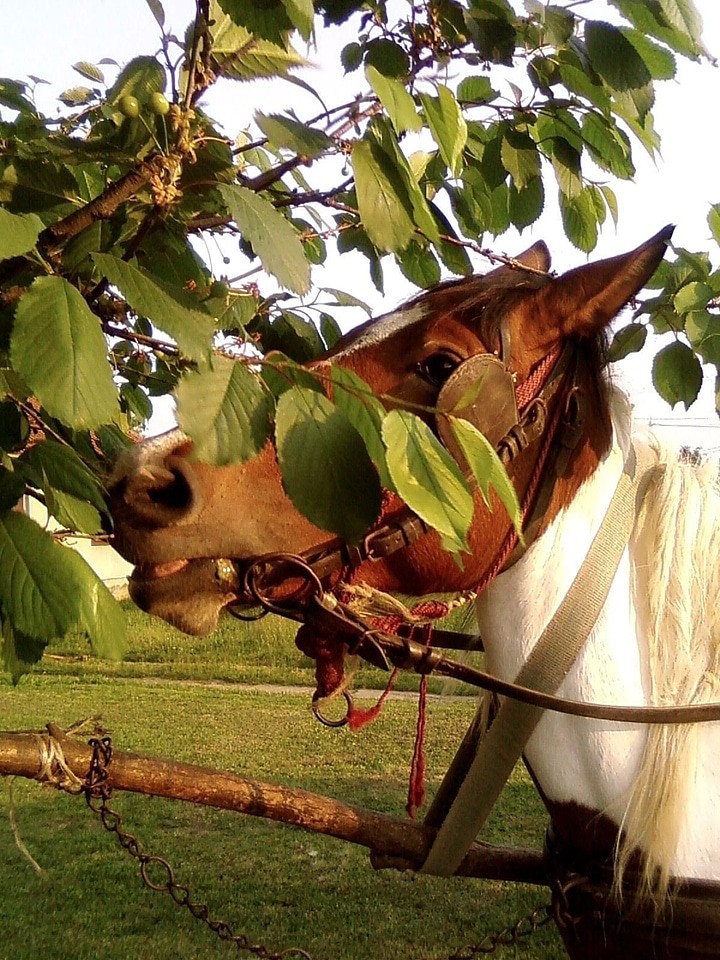 Eat horse leaves