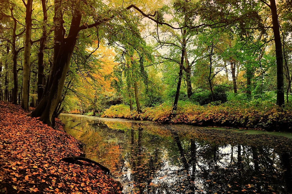Leaf deciduous forest autumn motive