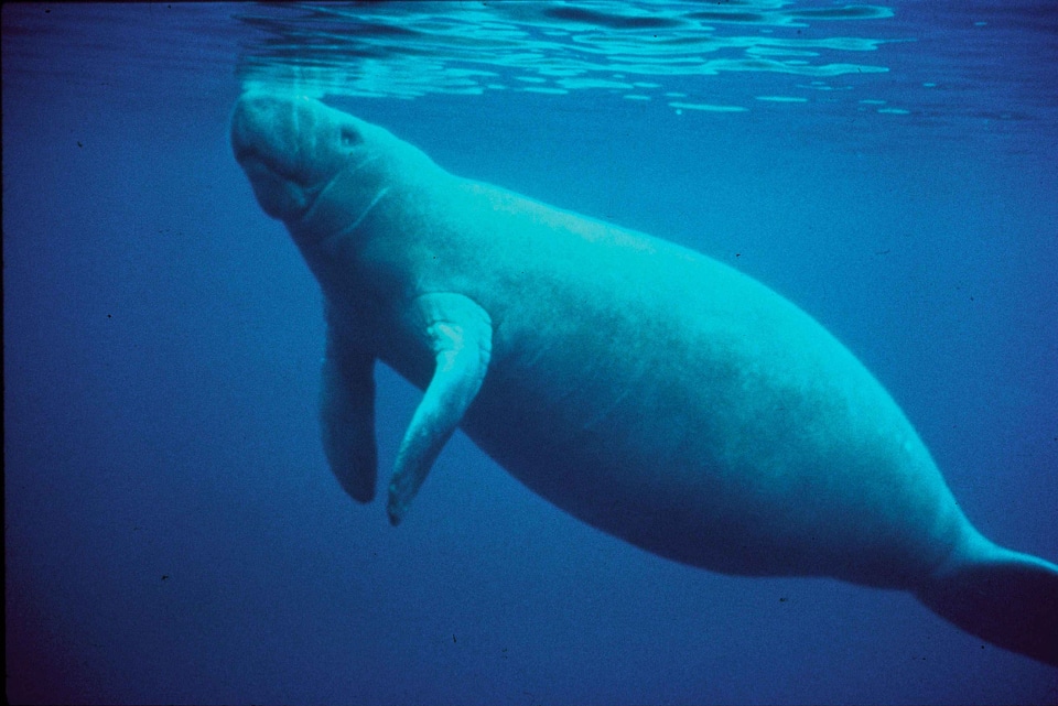 Animal mammal marina