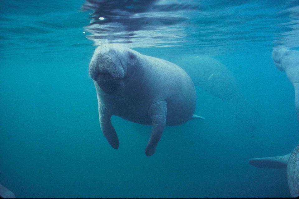 Trichechus Manatus underwater 