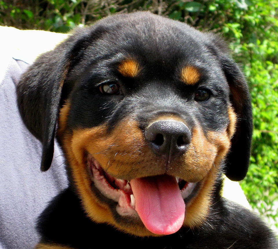 Face puppy stock