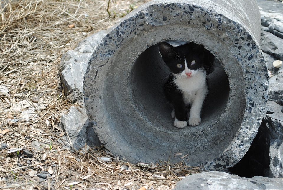 Cat pipe 