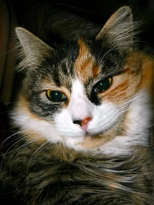 Cat close-up mammal