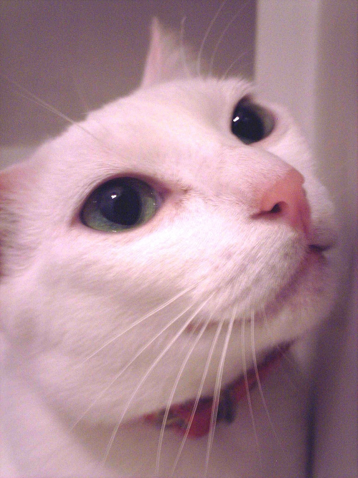 Cat white 