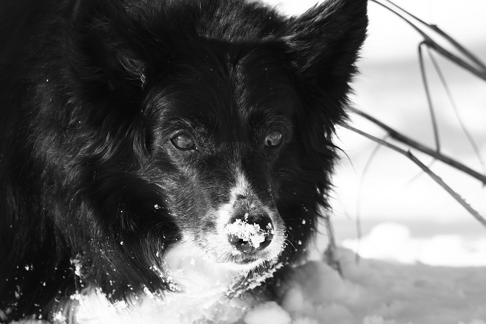 Border cane scottish sheepdog
