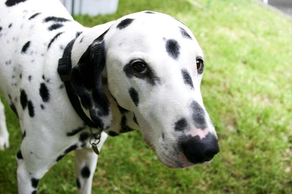 Dalmatian stock 