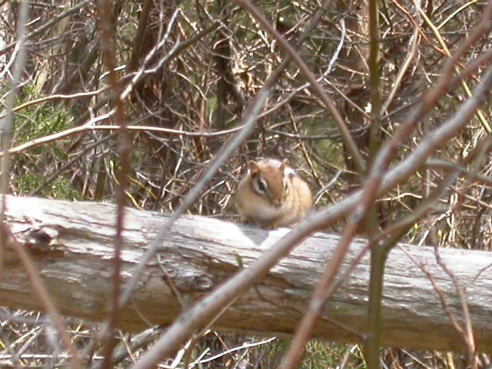 Chipmunk forest mammal