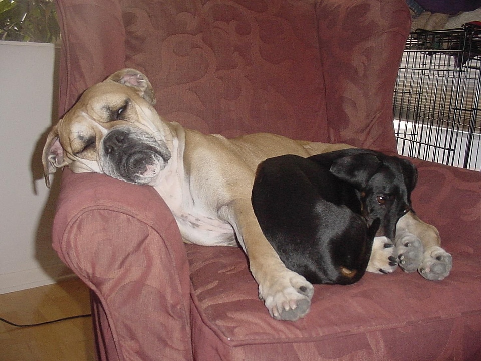 Armchair boxer dachshund