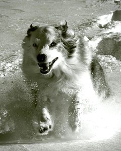 Cane running sheepdog photo