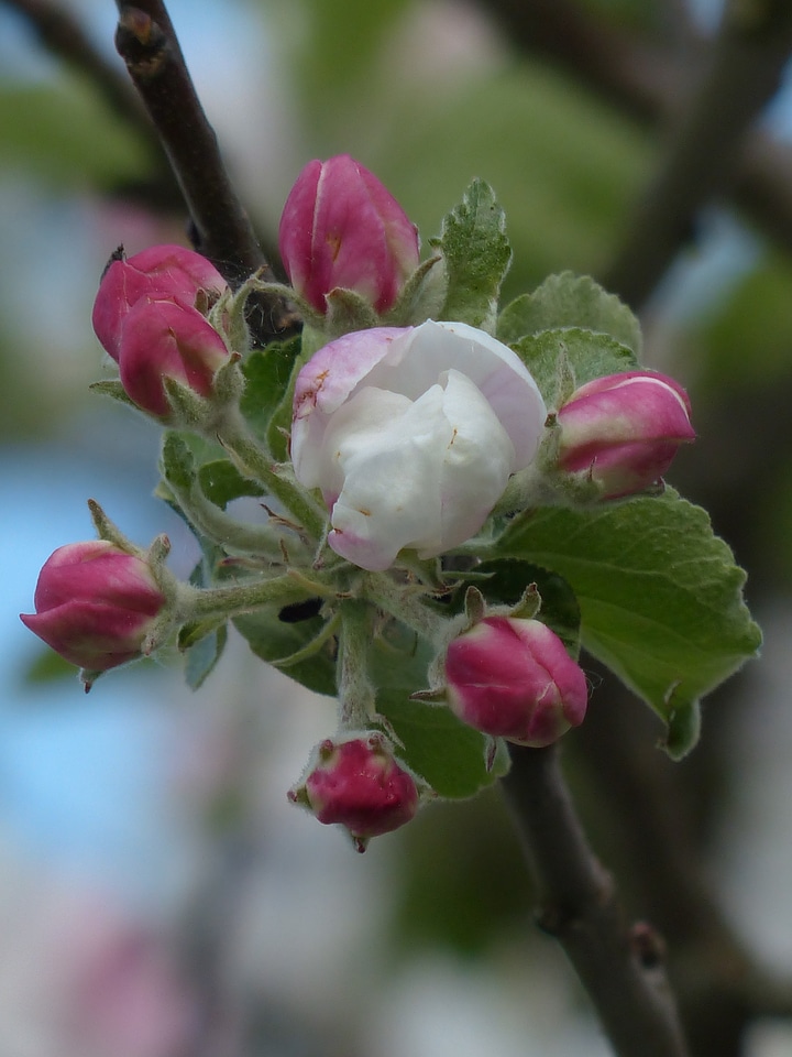 Bloom white pink