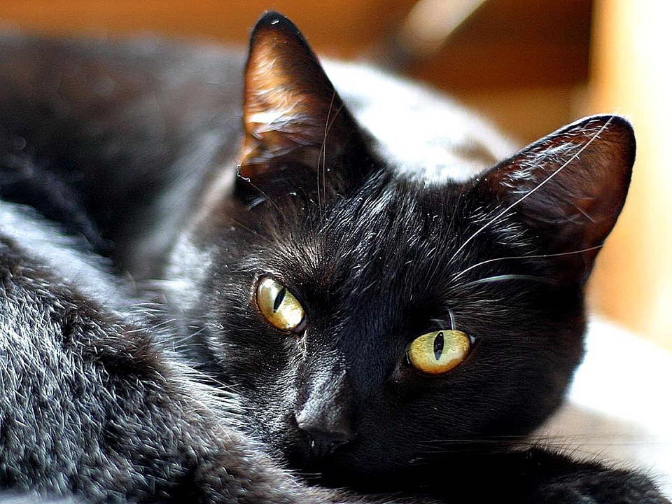 Beautiful Photo cat kitten