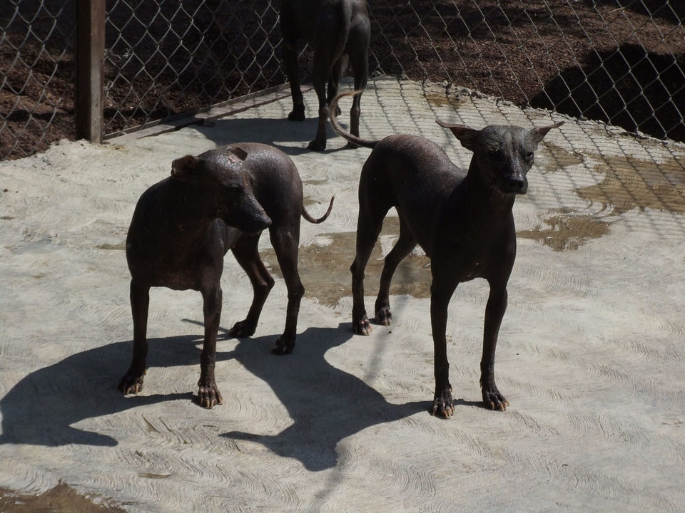 Dogs mexican 