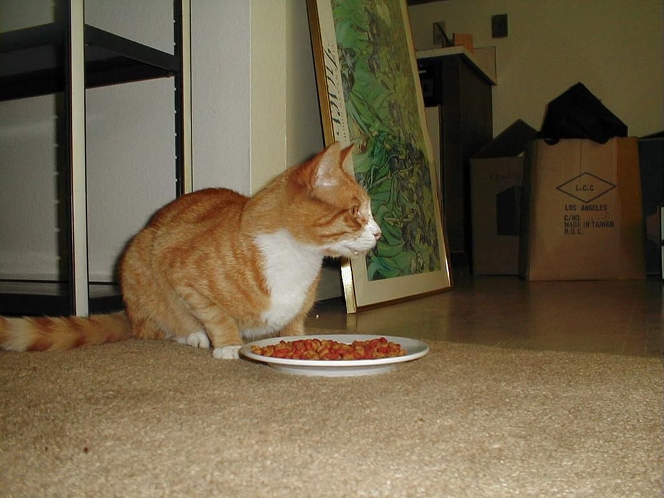 Cat domestic domestic cat